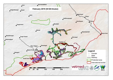 Map of khulan movements in February 2019