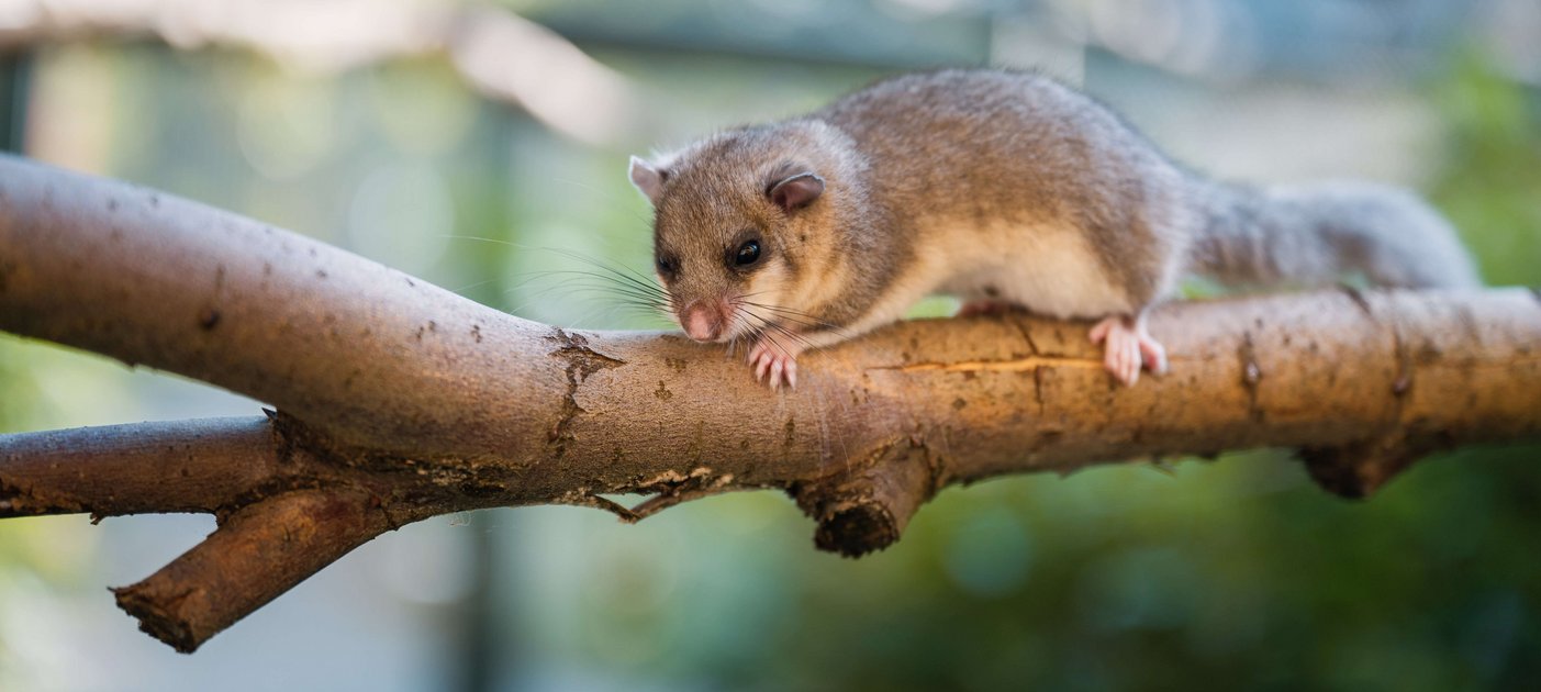 Naturnah. In den großen Freigehegen am FIWI haben die Siebenschläfer viel Raum und leben unter annähernd natürlichen Bedingungen. Foto: Thomas Suchanek/Vetmeduni