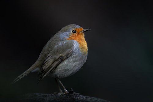 Ein Rotkehlchen