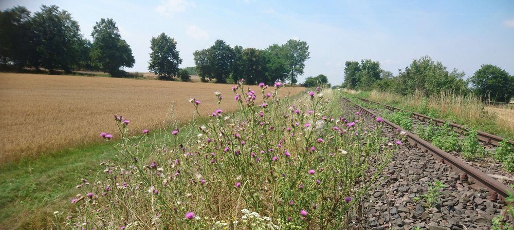 Unused railway line, Photo: Marcin Tobolka/Vetmeduni