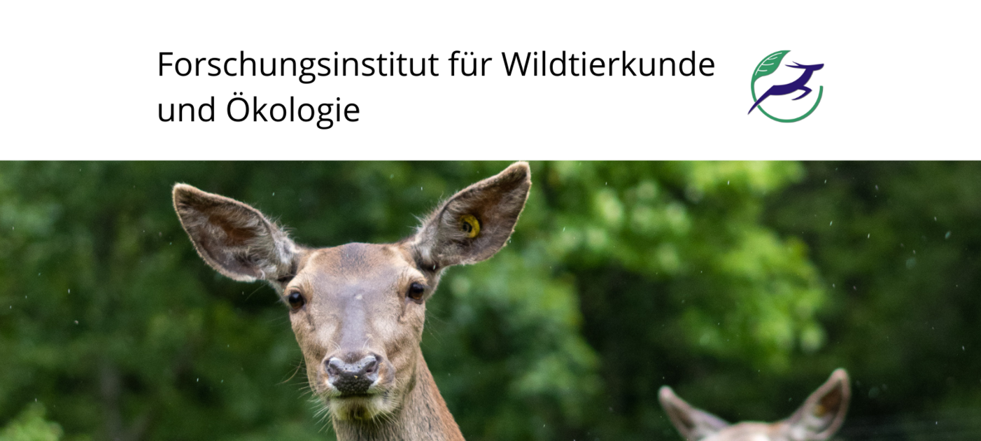 FIWI Header Bild mit Hirsch, Titel und Logo