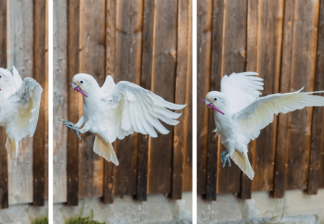 "Figaro" during flight, Photo: Thomas Suchanek/Vetmeduni