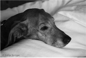 Schwarz-Weiß-Foto eines Hundes
