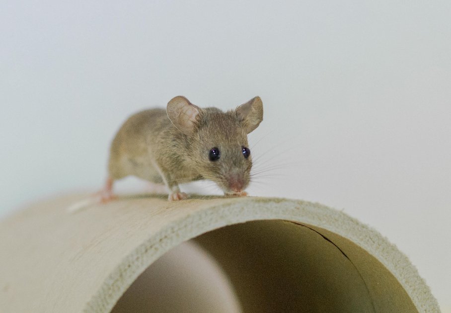 House mouse on cardboard roll