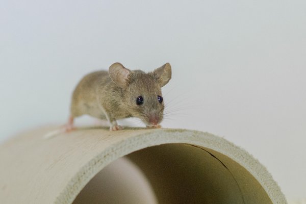 House mouse on cardboard roll