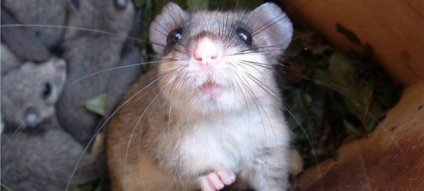 Edible dormouse with pups (Photo C. Bieber/FIWI)