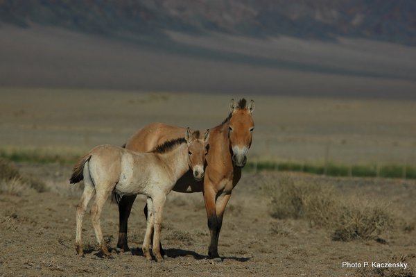 Photo of Przewalski´s mare with foal