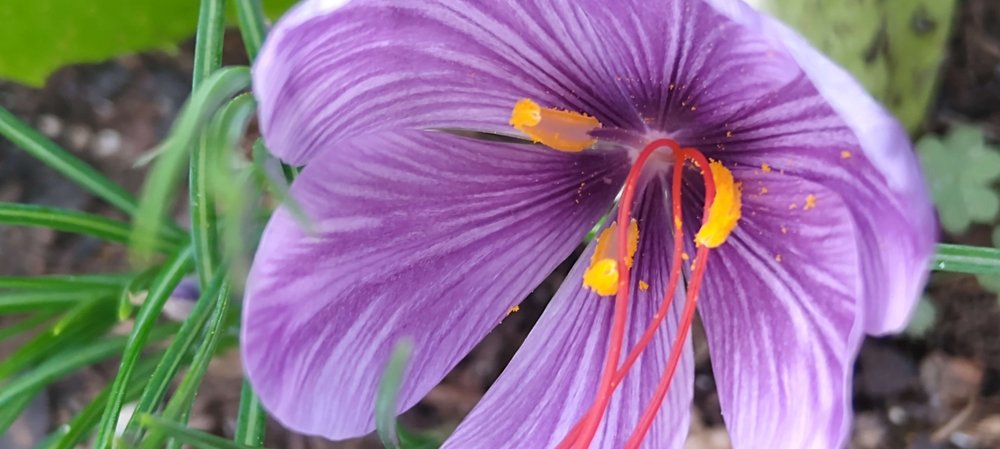Crocus sativus L.; Foto: Bettina Bein-Lobmaier/Vetmeduni