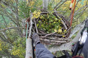 BirdLife Österreich und die Österreichische Vogelwarte errichten Kunsthorst.