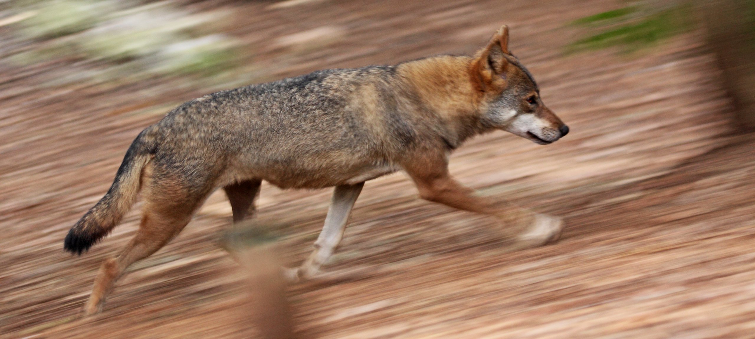 Wolf (Canis lupus) (Photo Miha Krofel)