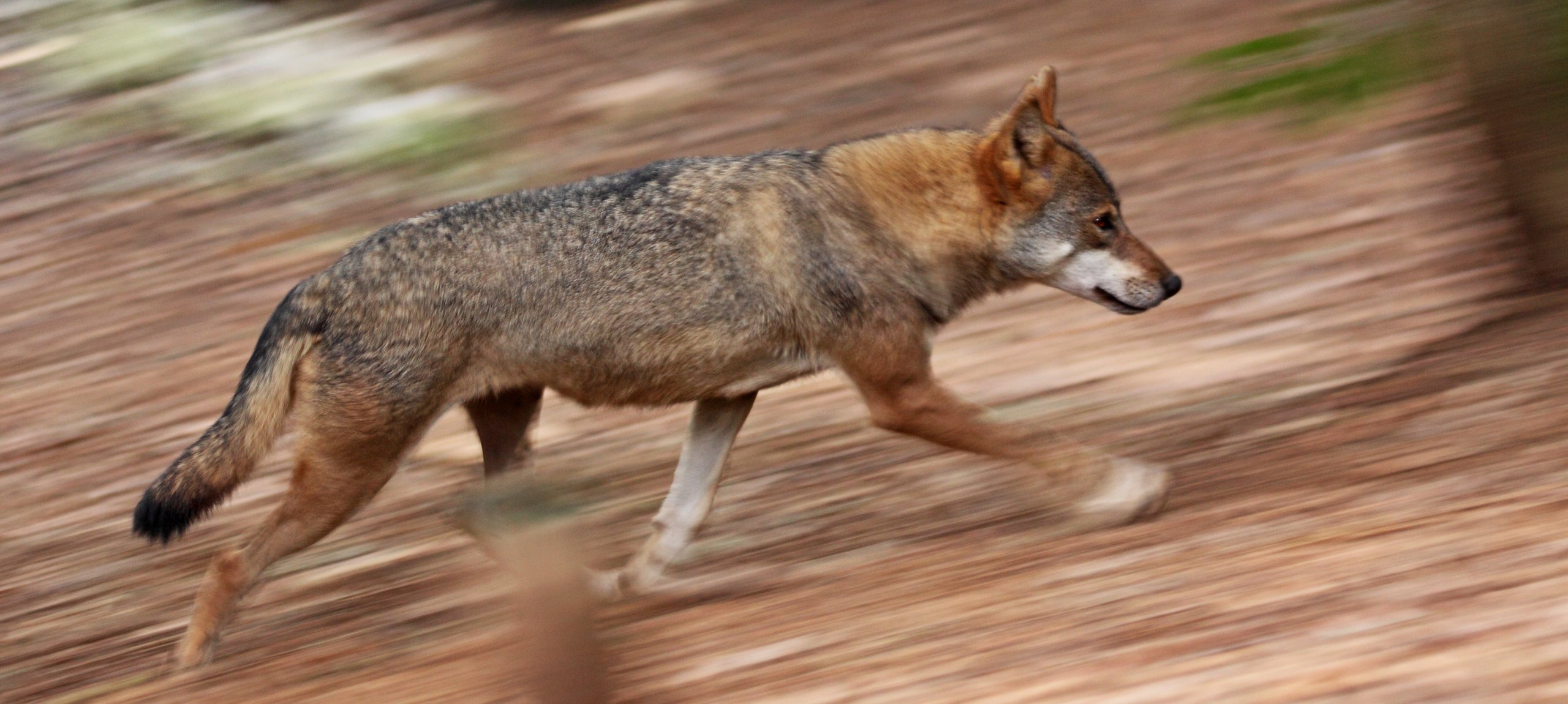 Wolf (Canis lupus) (Foto Miha Krofel)