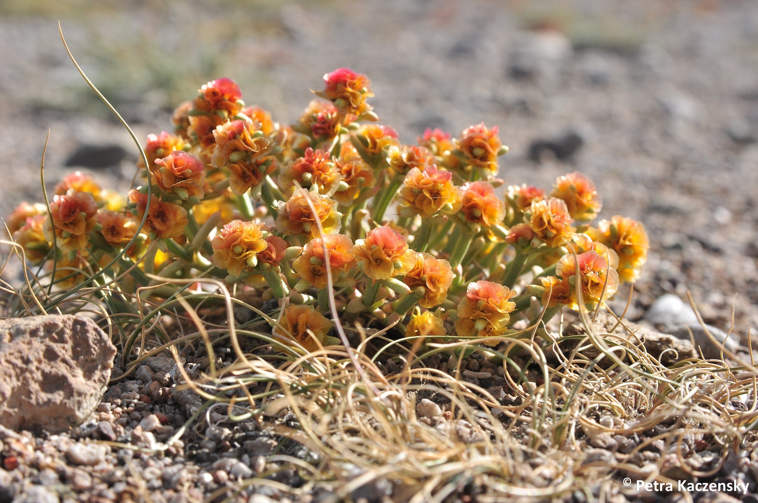 Photo of Anabsis brevifolia