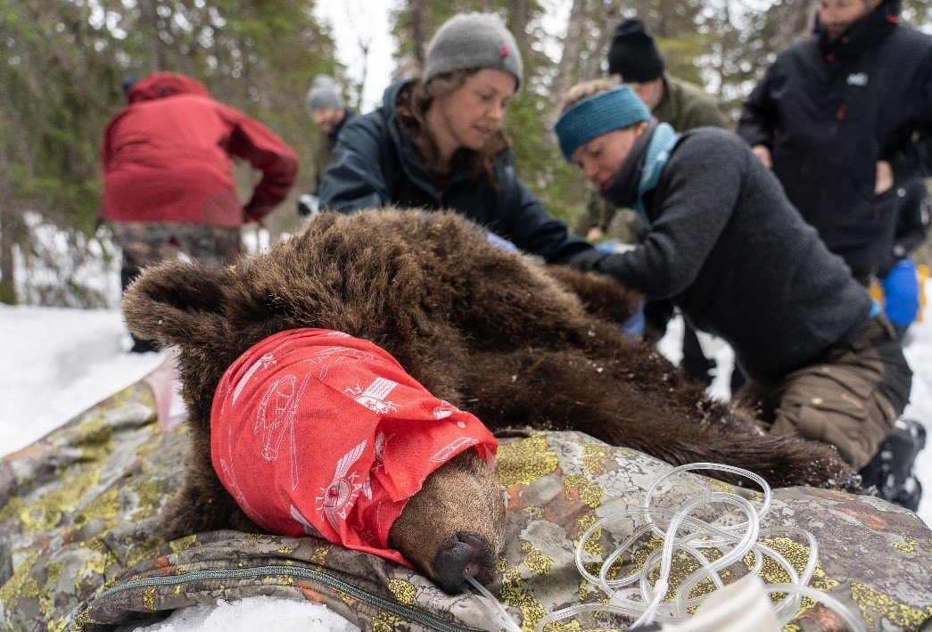 Sedated brown bear getting oxygen