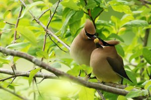 Zedernseidenschwänze (Bombycilla cedrorum) schieben eine Beere hin und her