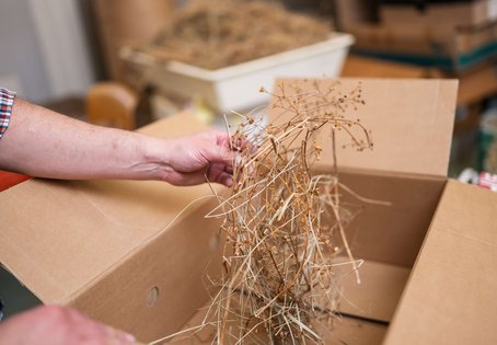 Eine Heuprobe mit rötlich-violett bis rotbraunen Stängeln des Greiskrauts.