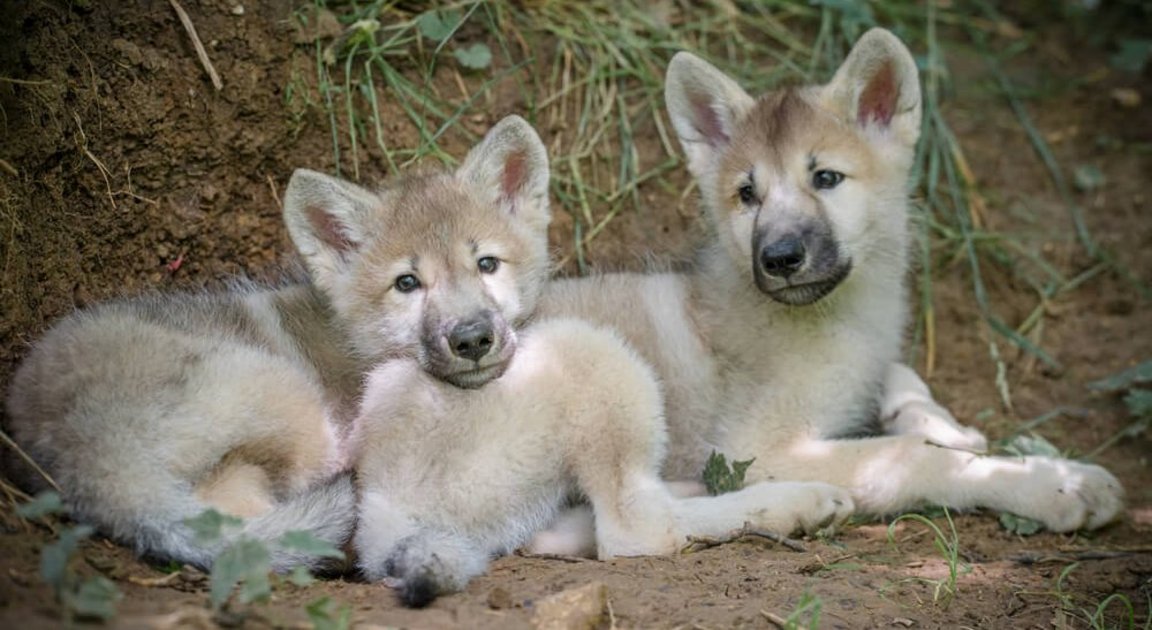 Kaya und Meeko