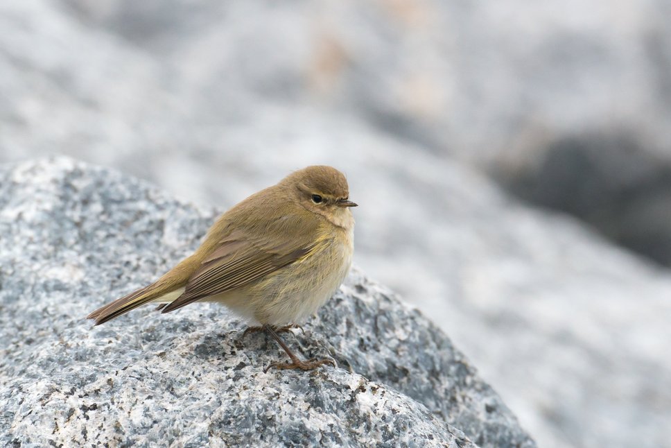 Zilpzalp auf einem Felsen