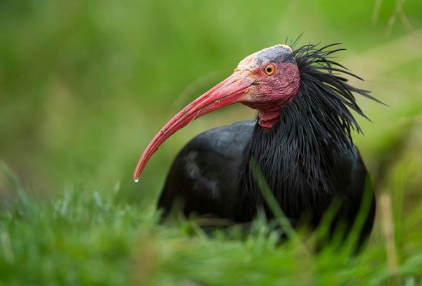 Northern bald ibis resting in green grass