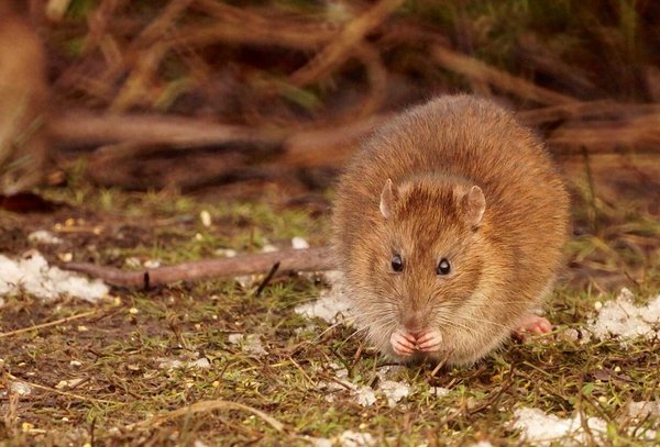 Wanderratte/brown rat (Rattus norvegicus) - Photo Ian Kirk, CC BY 2.0 via Wikimedia Commons