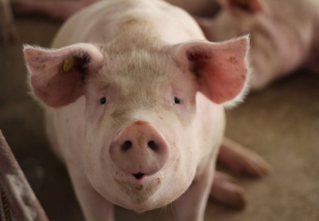 Schwein im Stall