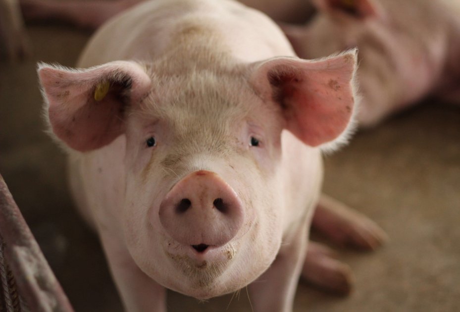 Schwein im Stall Schwein im Stall