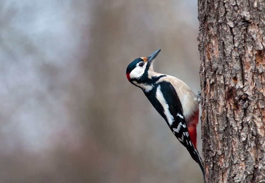 Buntspecht/Great spotted woodpecker