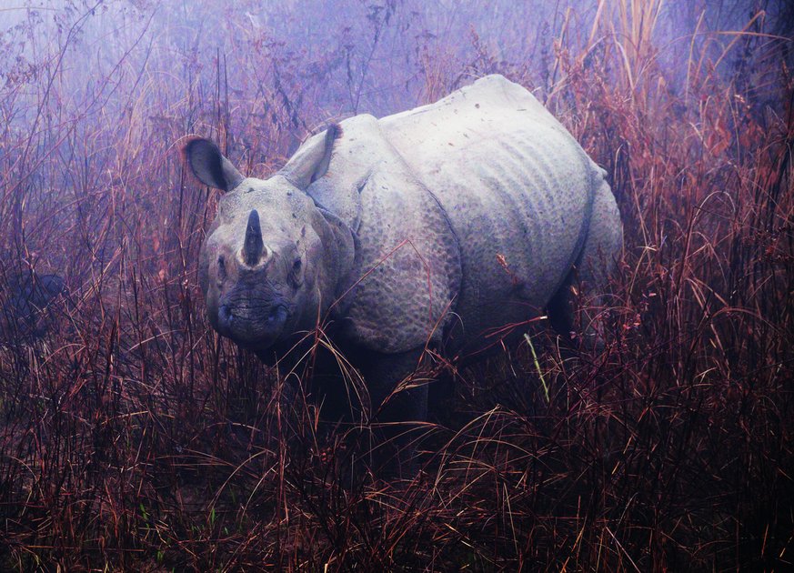 Panzernashorn