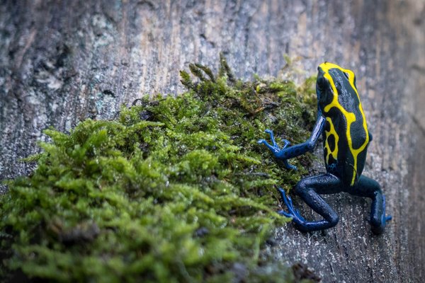 Poison dart frog/Färberfrosch (Dendrobatoidea) - Foto Karin Svadlenak-Gomez/Vetmeduni