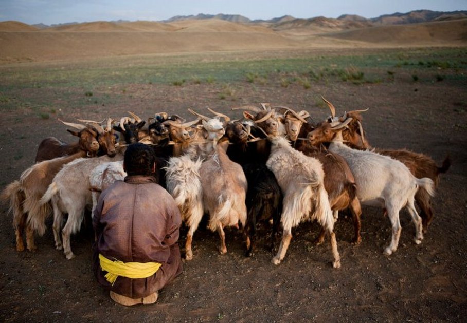 Ziegenhirte mit Herde in der mongolischen Steppe/A Mongolian goat herder with a herd of goats in the steppe