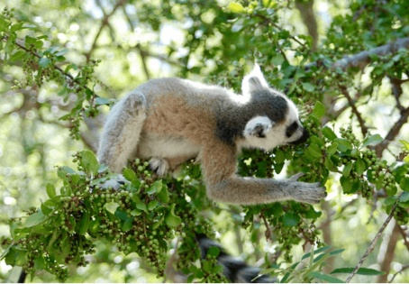 Ring-tailed lemur eating Talinella (dango) fruit