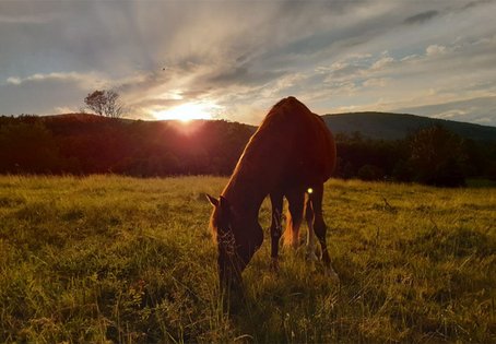 Pferd auf der Koppel bei Abendstimmung