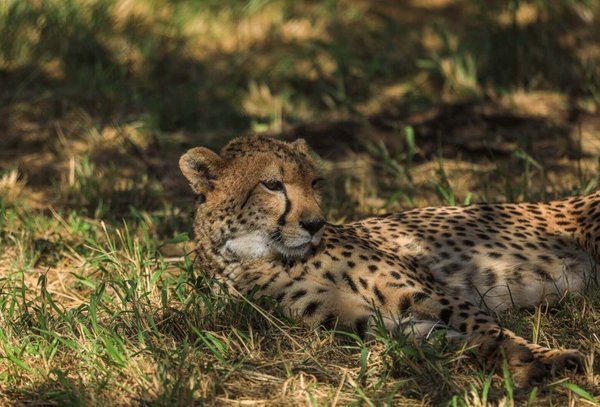 Cheetah resting in grass