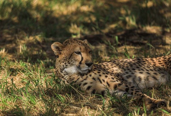 Gepard liegt im Gras