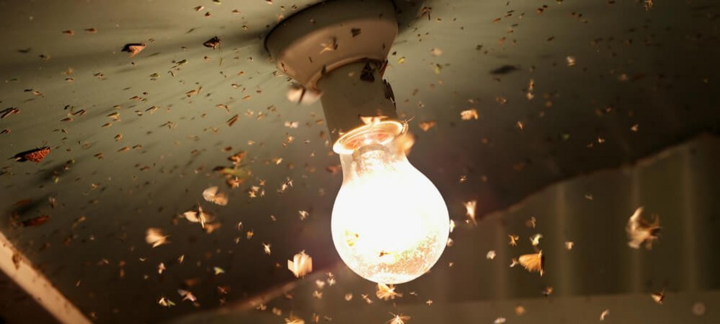 Insekten schwirren um Lichtquelle
