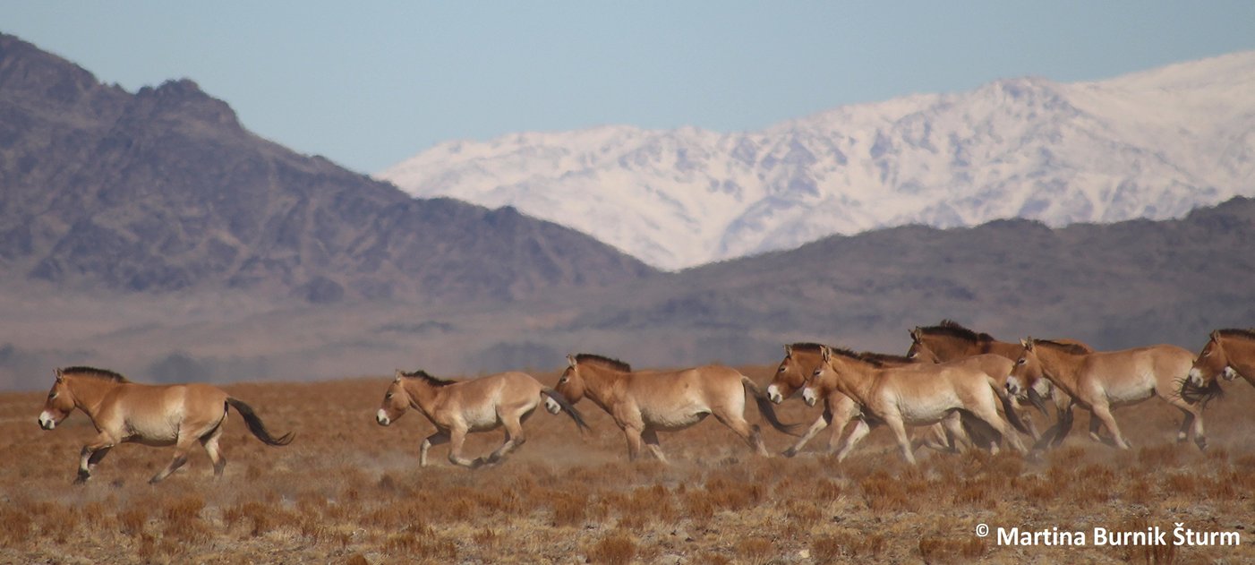 Running Przewalski´s horses - Photo Martina Burnik-Sturm