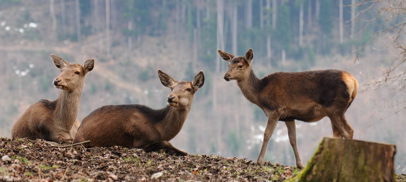 Red deer (Foto F. Boehringer, Wikimedia Commons)