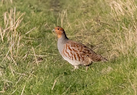 Rebhuhn (Perdix perdix), Foto: pixabay