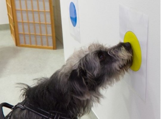 Ein Hund legt seinen Maul auf eine Wand mit einer auffälligen gelben Markierung.