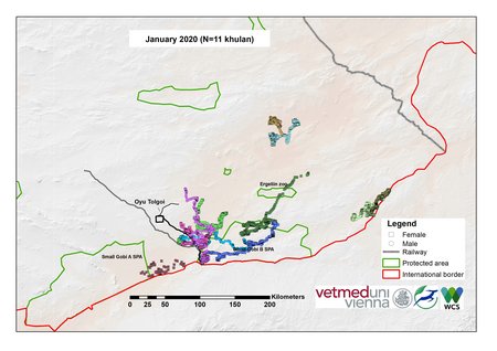 [Translate to English:] Karte von Kulan Bewegungen im Januar 2020