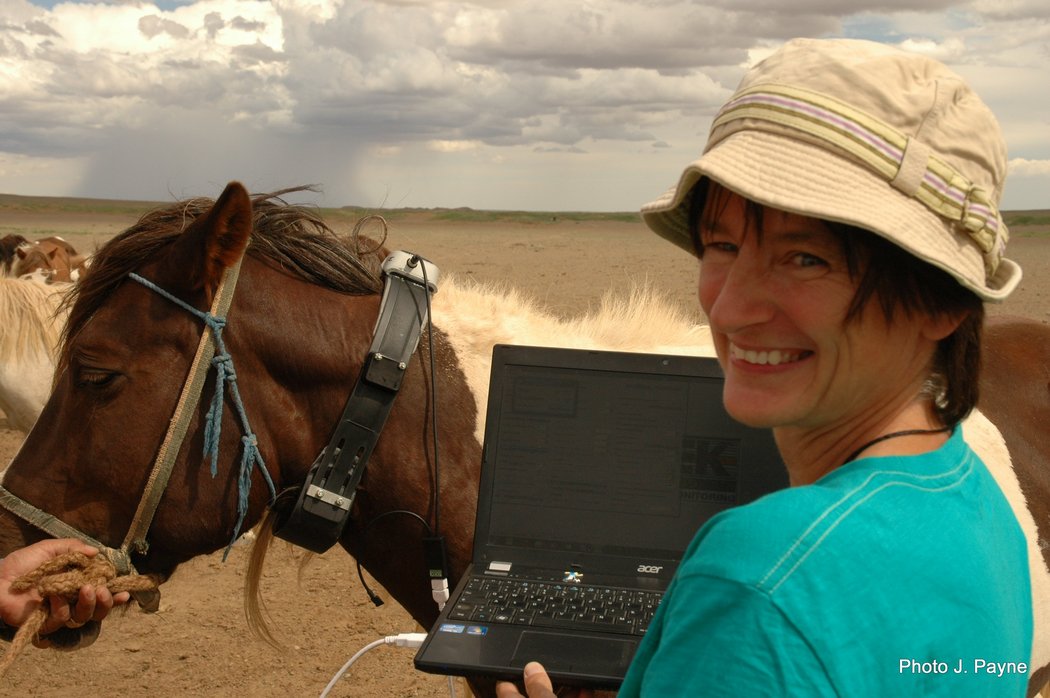 Photo of testing the GPS collar on a horse 2