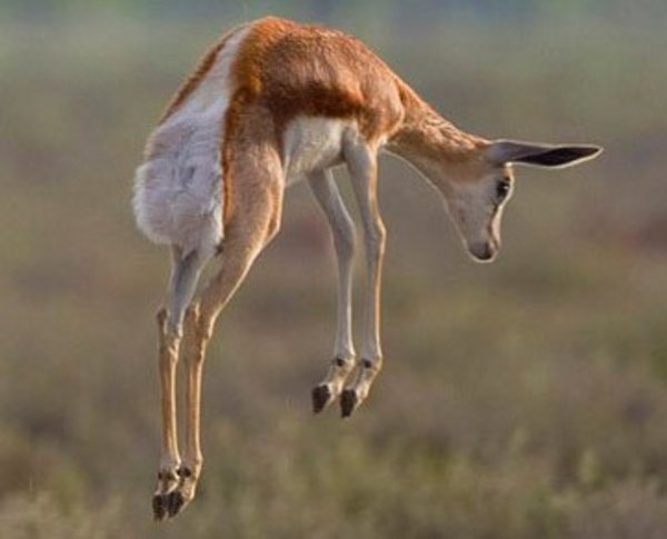 Springbok jumping in a mating ritual