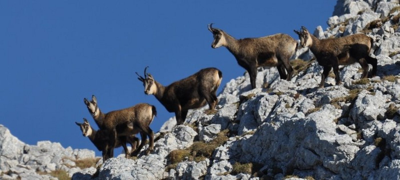 Gämsen in den Alpen/chamois herd in the Alps - Foto Agnes Haymerle