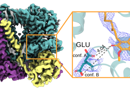 Struktur von Cytochrom bc1 mit hervorgehobener Position des Teils von Coenzym Q