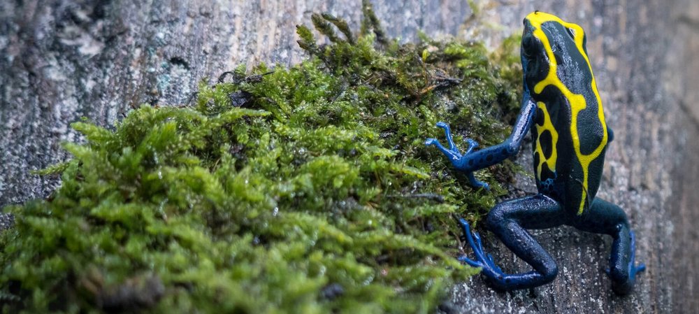 Poison dart frog, Photo: Karin Svadlenak-Gomez/Vetmeduni