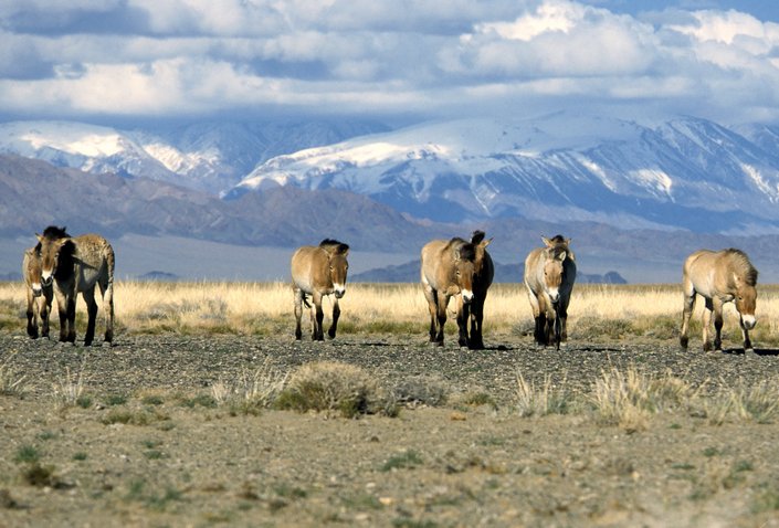 Foto von Przewalski Pferden in der Mongolei