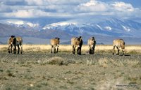 Photo of Przewalski´s horses near the Altai mountain range