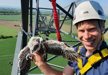 Richard Zink mit Sakerfalken auf einem Hochspannungsmasten