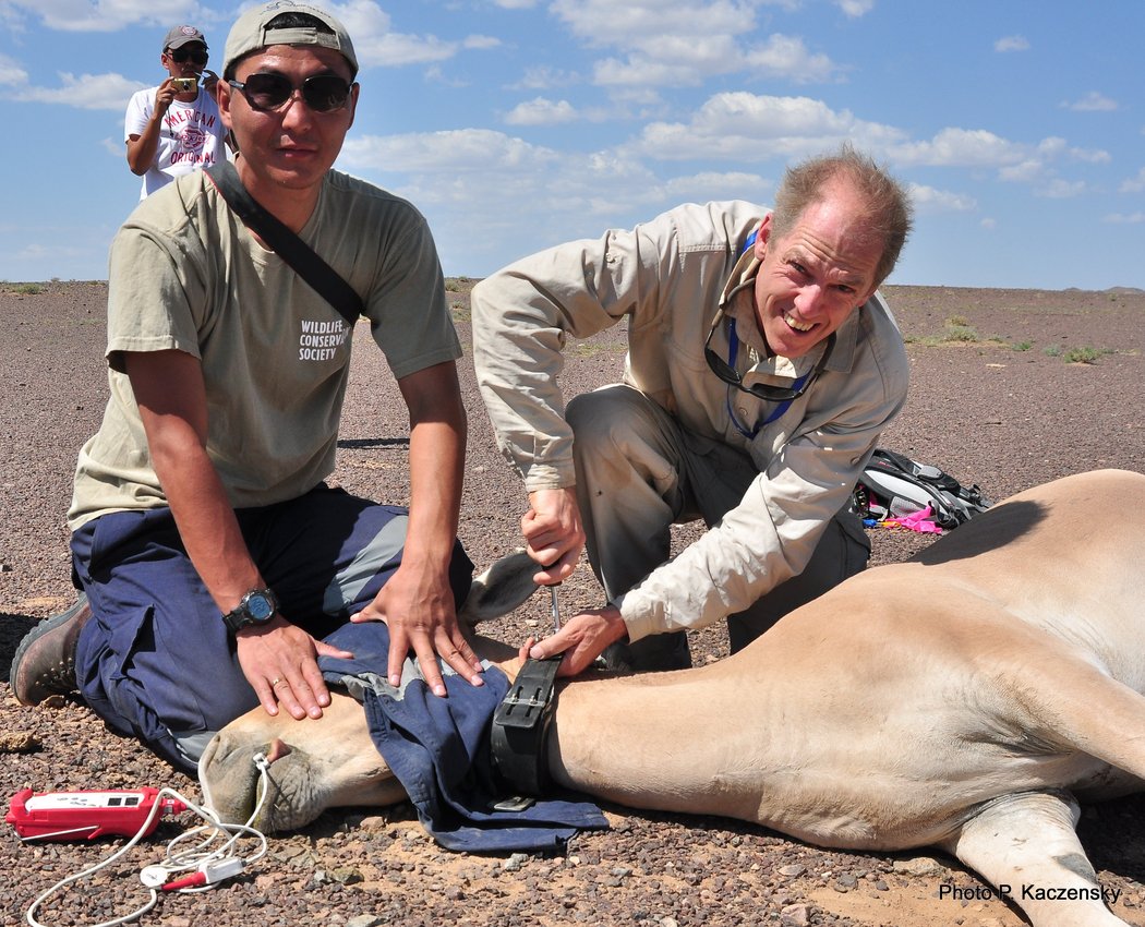 Photo of applying the collar