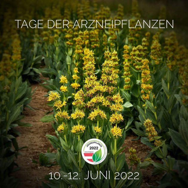 Bild: „Arzneipflanze des Jahres 2022“ 