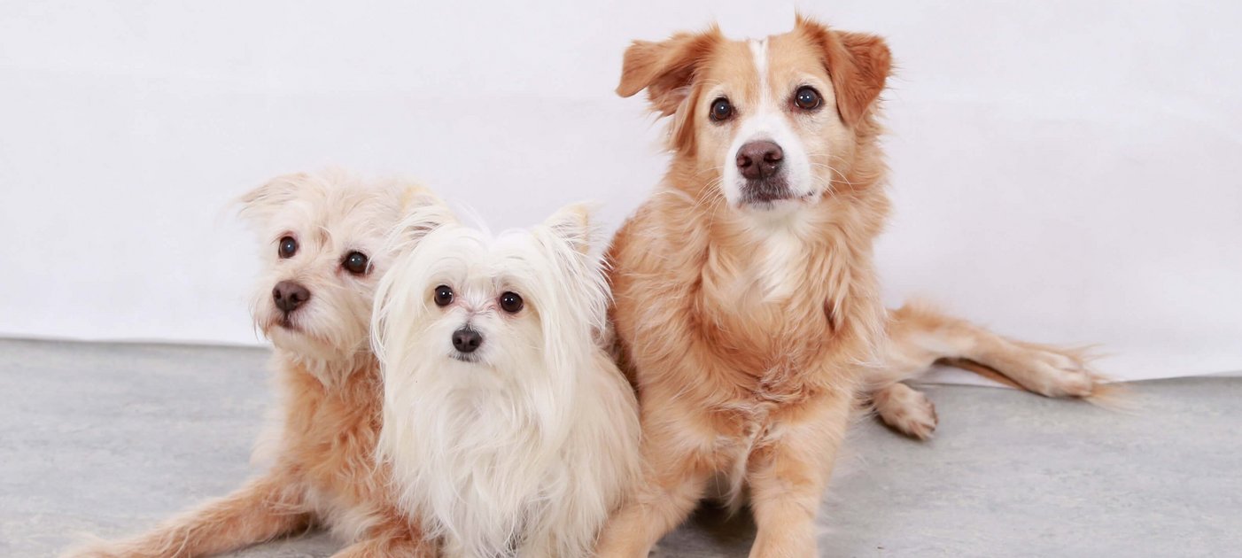 Three light-coloured mongrel dogs lie close together on the ground.